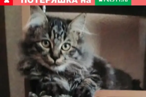 Пропал кот на Рыленкова, 30а (Смоленск)