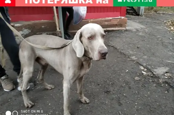 Собака найдена в районе Империи, Самара