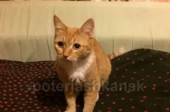 Найден рыжий кот по ул. Гоголя, 13