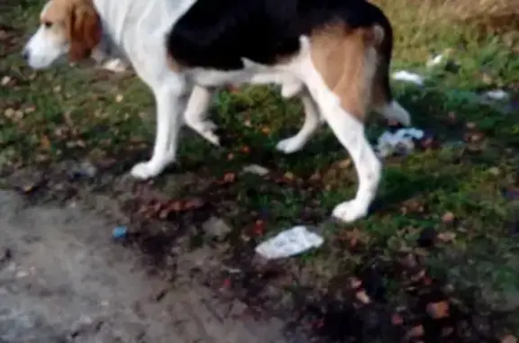 Найдена собака, Нарышкино, фото: Собака найдена в лесу, Орловская область, Урицкий район