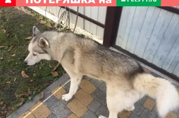 Собака найдена в Чапаевке, Ставрополь.