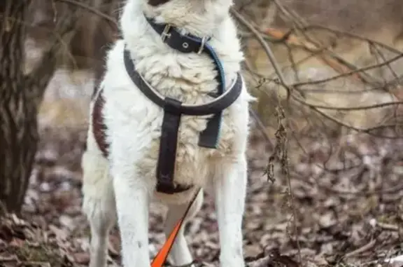 Собаки потеряшки, Зеленый, фото: Потеряшка собака Пёс Буч в Тверской области