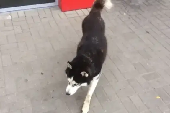 Найдена собака возле магазина Виктория на Горького, Калининград