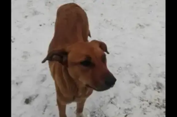 Пропала собака в Новокузнецке, помогите найти!