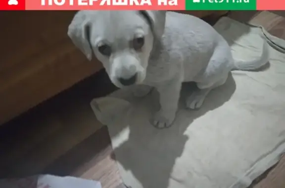 Найден щенок лабрадора в Ростове