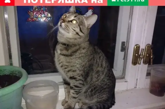 Найден кот на ул. Хейкконена в Петрозаводске