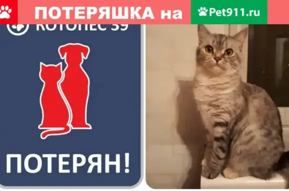 Пропала кошка на Артиллерийской 27 #ПОТЕРЯН_КОТОПЕС39