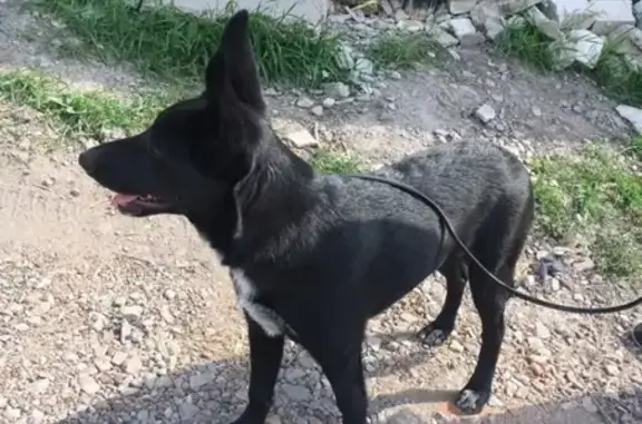 Пропала собака Бета на улице Ахтырской в Городе Уфа!