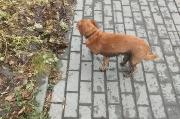 Найдена собака на улице Ильича, 50