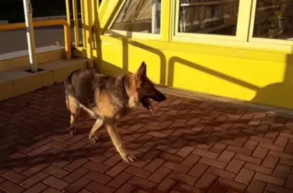 Собака найдена в Серпухове!