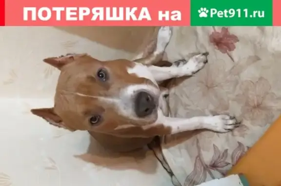 Пропала собака в Балашове, Саратовская область
