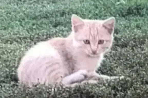 Пропала кошка в селе Поспелиха, Алтайский край