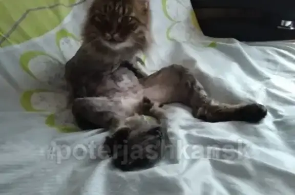 Объявления о пропавших и найденных животных, Новосибирск, фото: Кот пропал на Затулинском ж/м, НСК