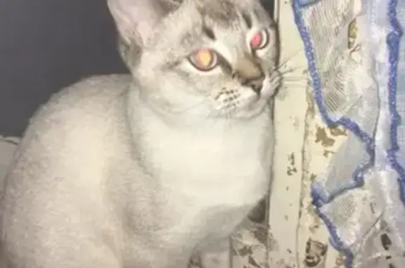 Кошки потеряшки, Тамбов, фото: Потеряшка кошка на улице Сенько (Тамбов)