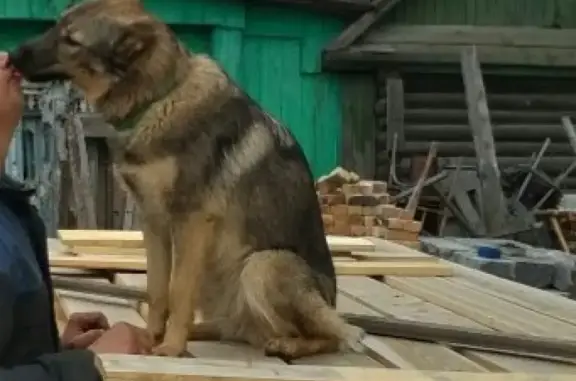 Пропала собака Герда в Первоуральске