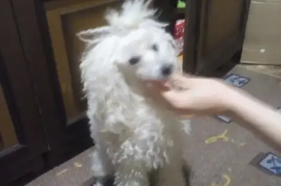 Пропала белая собака в Красной Башкирии, нужна помощь!