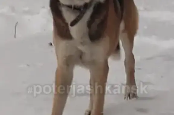 Найдена собака на ул. Степной, Ленинский район