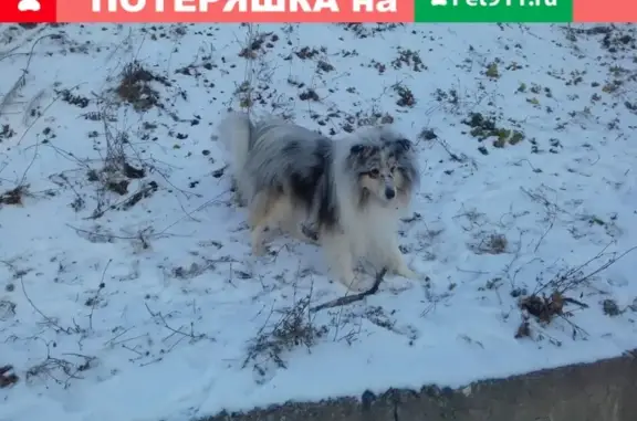 Пропала собака породы колли в Кировске на Хибиногорской, 37