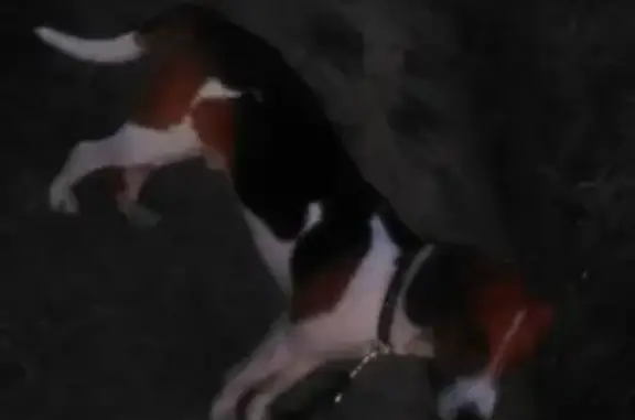 Пропала собака в селе Дмитриево-Помряскино