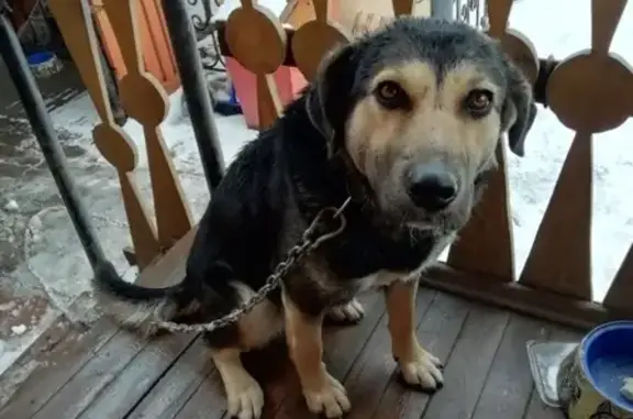 Найдена собака в районе Бугач, Красноярск