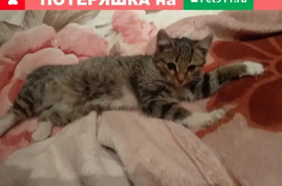 Найдена кошка на Ташкентской улице, ищем хозяев.