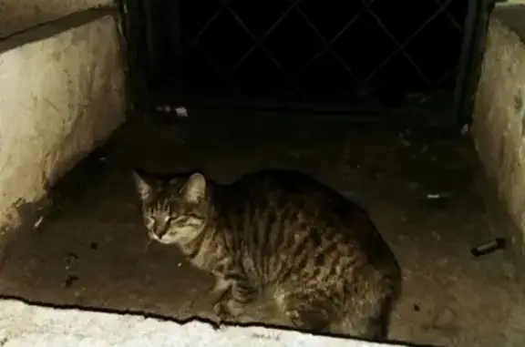 Найдена кошка на улице Попова, 20А
