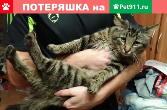 Найден кот на ул. Кирова, Мурманск