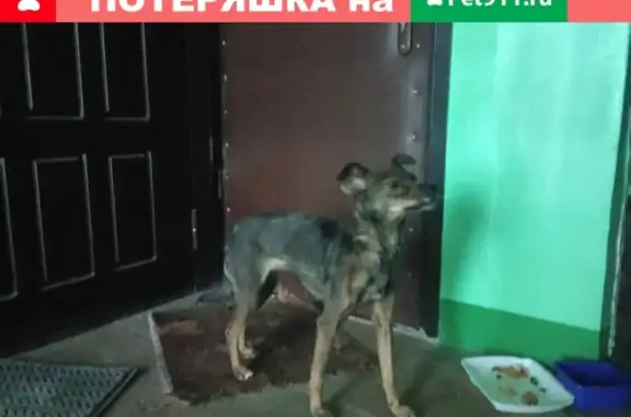 Найдена собака на ул. Жуковского 15