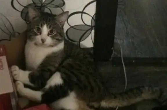 Кошки потеряшки, Ярославль, фото: Потеряшка кот на улице Волгоградской, 63 #Ярославль #Хочудомой