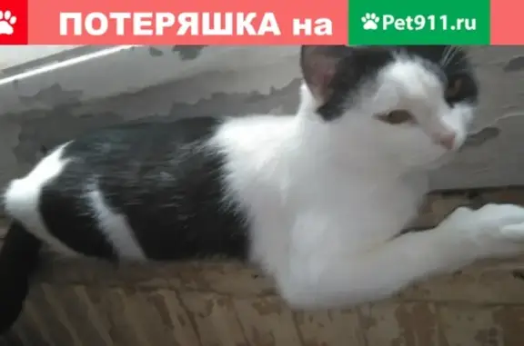 Пропала кошка Кота по адресу Западная улица, 18 в Пскове