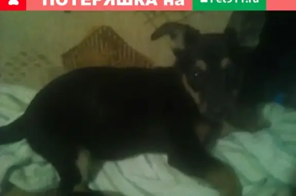 Пропала собака на улице Ворошилова 11