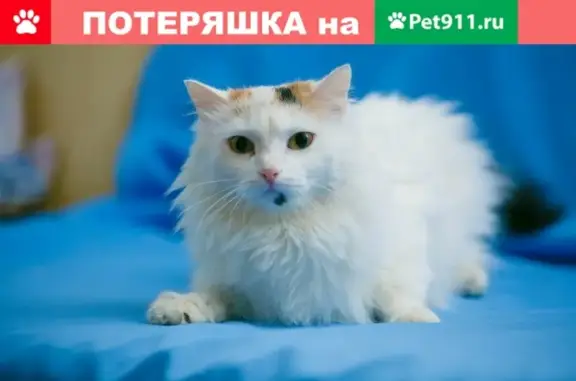 Кошки потеряшки, Прииртышский, фото: Потеряшка кошка в пос. Прииртышский, ищем в районе дет.сада