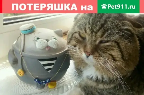 Пропал кот Гоша в Подольске.