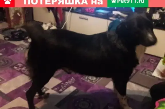 Найдена собака в районе Эльмаш, г. Екатеринбург