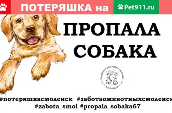 Пропала собака в Смоленске, вознаграждение за находку.