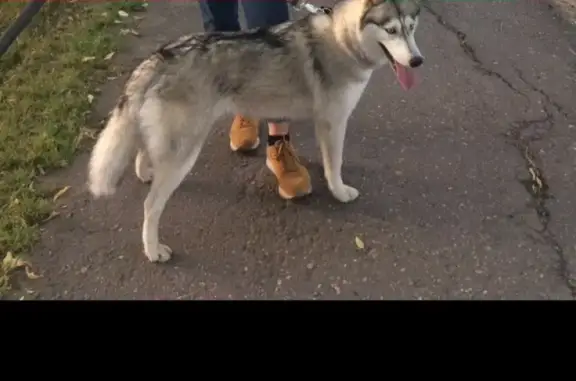 Пропала собака в Старой Ситне, Московская область