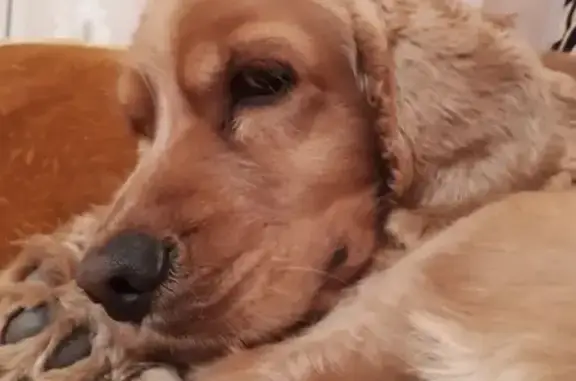 Пропала собака в Астрахани: спаниель без ошейника.