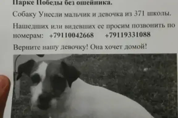 Пропала собака Всеволожск, Парк Победы