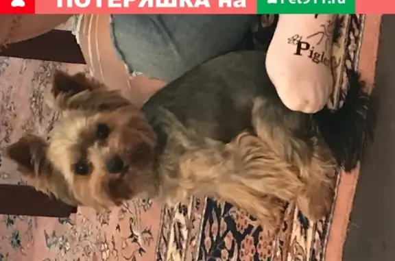 Пропала собака Тиша в Шервуде, Московская область