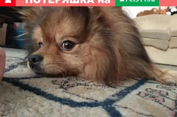 Пропала собака Брайс в деревне Лапино, Московская область