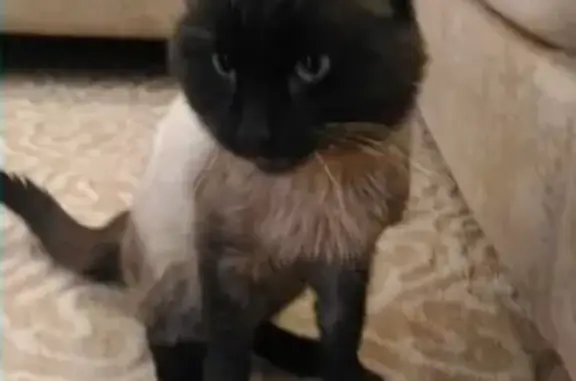Кошка Кот найдена в Томске, поселок Апрель