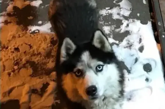 Найдена собака в Иркутске, знает команды