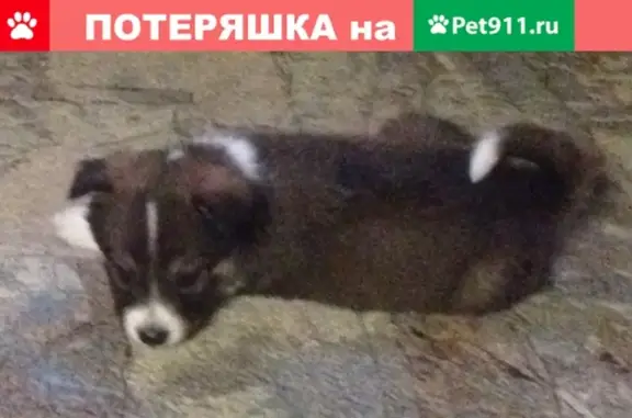 Пропала собака Кнопка в районе речного порта, Уфа