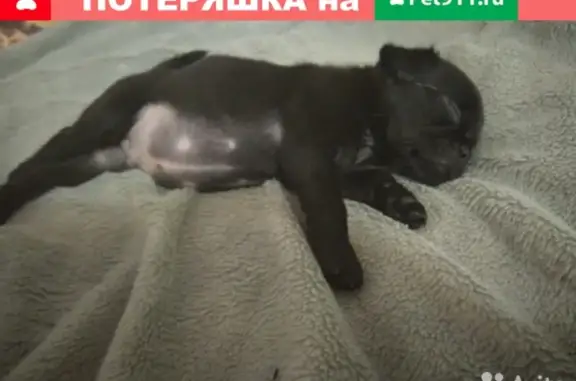 Пропала собака в Сальске, Ростовская область