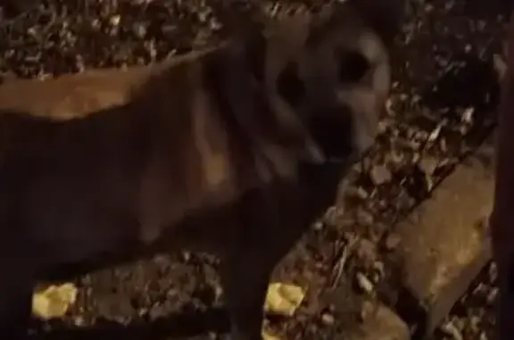 Найдена собака на улице Куйбышева
