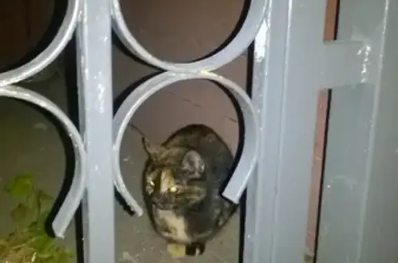 Найдена кошка на ул. Фонвизина в Москве