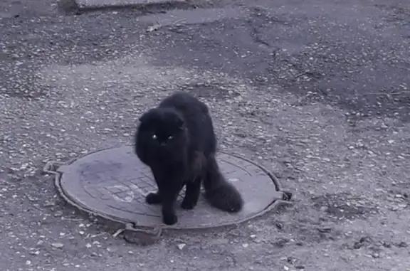 Найден кот в Пролетарском районе г. Твери