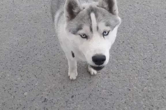 Пропала собака породы Хаски в Нефтеюганске, 8-й мкр