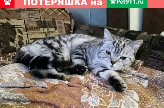 Найден кот на ул. Аскольдовцев, 15 в Мурманске