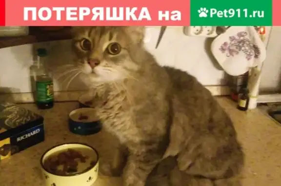 Найден кот на Серебристом бульваре, СПб